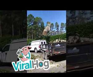 Precision Tree Felling and Removal in One Funny Video