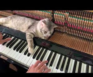 River flows in MEOW - Piano relax Funny Video
