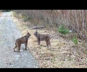 Two Lynx in Ontario Have Intense Conversation Funny Video