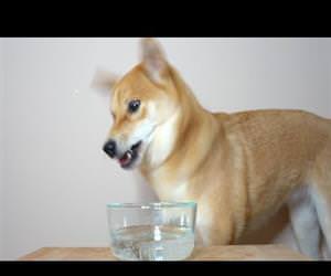 What Happens when Dog drinks Seltzer Water Funny Video