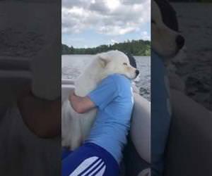a beautiful hug with a dog Funny Video
