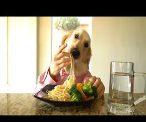 a cute dog enjoying a fancy meal Funny Video