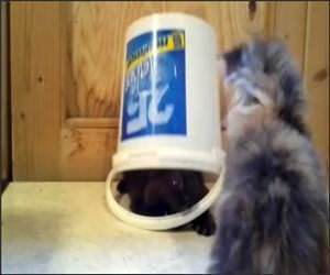 A Kitten Trap Funny Video