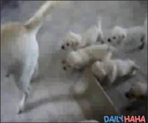 Army of Puppies Chasing