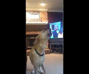 baby howling with the pack Funny Video