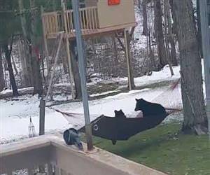 bears playing on the hammoc Funny Video