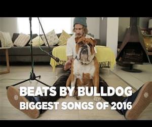 beats by bulldog Funny Video