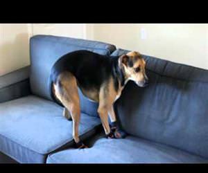 bill the dog wearing boots Funny Video