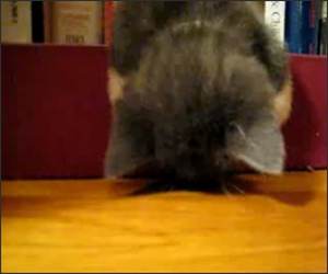 Book Shelf Kitten Cute Video