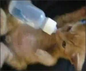 Baby Bottle Kitten