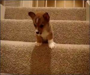 Butterball Vs Stairs Funny Video