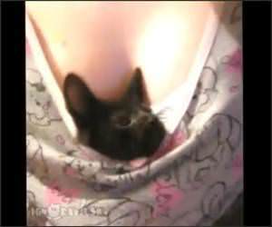 Cat Boob Guardian Funny Video