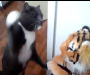 cat hates the tiger stuffed animal Funny Video