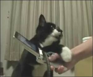 Jeleous Cat hates Phone Funny Video