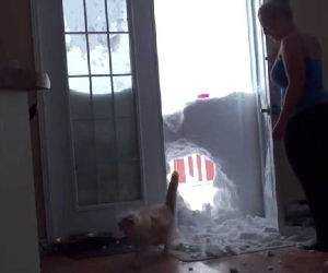 cat jumps through snow to get food Funny Video