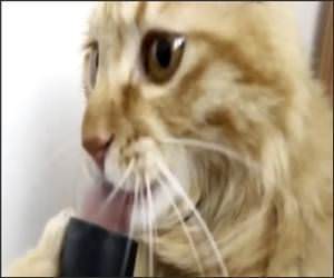 Cat Licking Vacum Funny Video