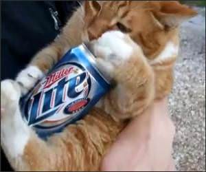 This cat loves Beer Video