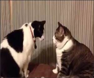 Cat Staring Stand Off Funny Video