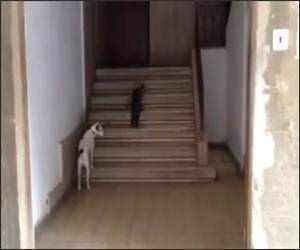 Cat Walks Dog Home Video