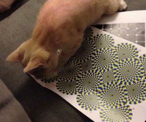 Cat Vs Illusion Funny Video