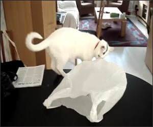  Funny Cat Vs Plastic Bag Video