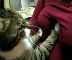 Cat Boob Massage