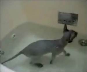 Cat enjoying bath Funny Video