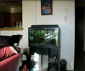 Cat Vs Fish Tank Funny Video