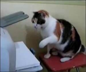 Cat versus Printer part 2 Video