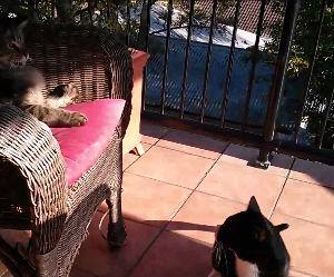 cats can be jerks Funny Video