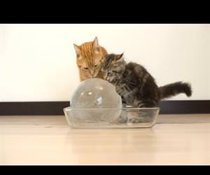 cats enjoying an ice ball Funny Video