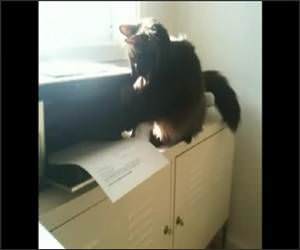 Cats Versus Printers Funny Video