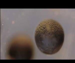 cell dividing time lapse Funny Video