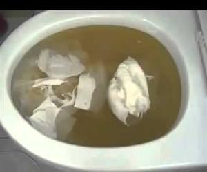 cool way to unclog a toilet Funny Video