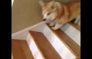 corgi vs stairs Funny Video