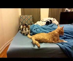 couples therapy for cats Funny Video