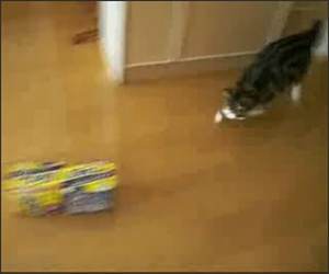 Crazy Box Cat  Funny Video