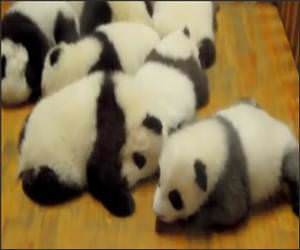 Crib Full of Pandas Funny Video