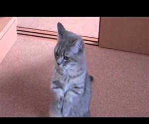 cute cat begging for food Funny Video