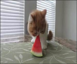 Cute Kitten Eating Watermelon Video