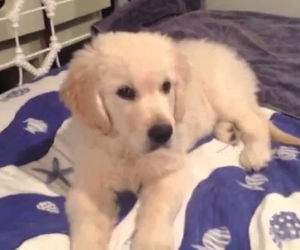 cutest golden retriever puppies Funny Video