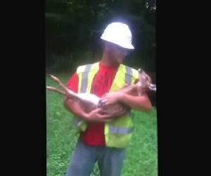 Deer wants to be held Funny Video