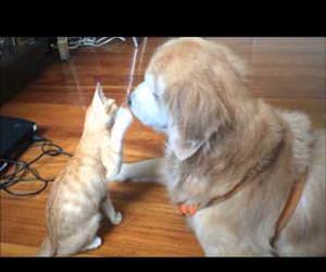 dog and cat are best friends Funny Video