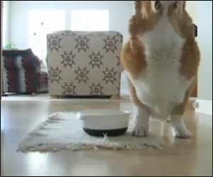 Dog Dancing for Food Funny Video