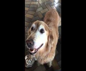 dog finds out she is cancer free Funny Video