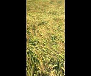 dog finds owner in tall grass Funny Video