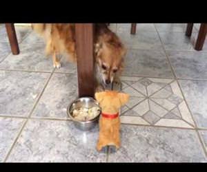 dog growling at toy puppy Funny Video