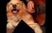 dog helping play some music Funny Video