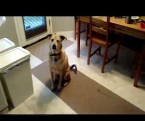 dog is excited for food Funny Video
