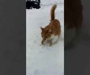 dog pushes cats face into the snow Funny Video